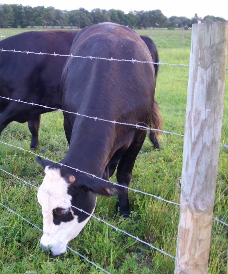 cow-fence